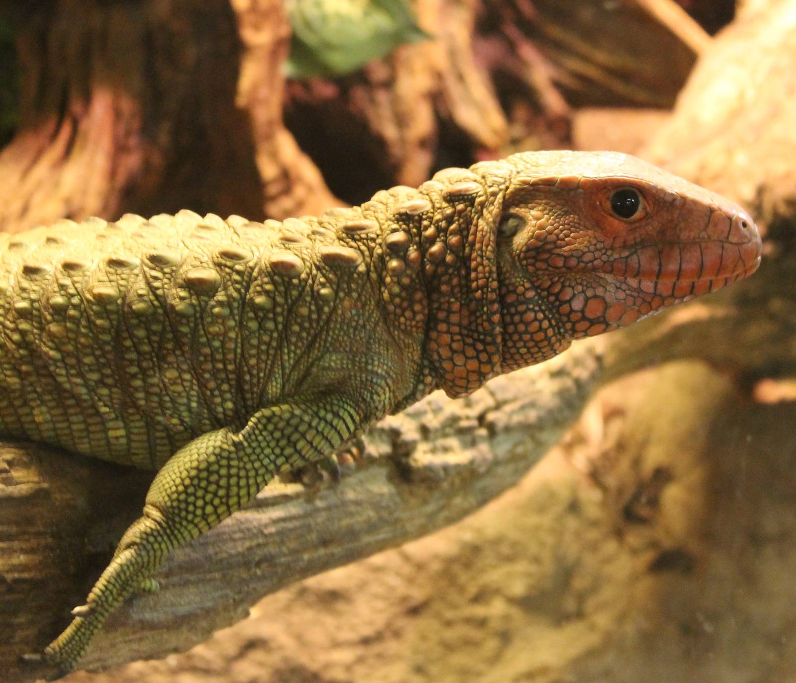 Caiman lizard