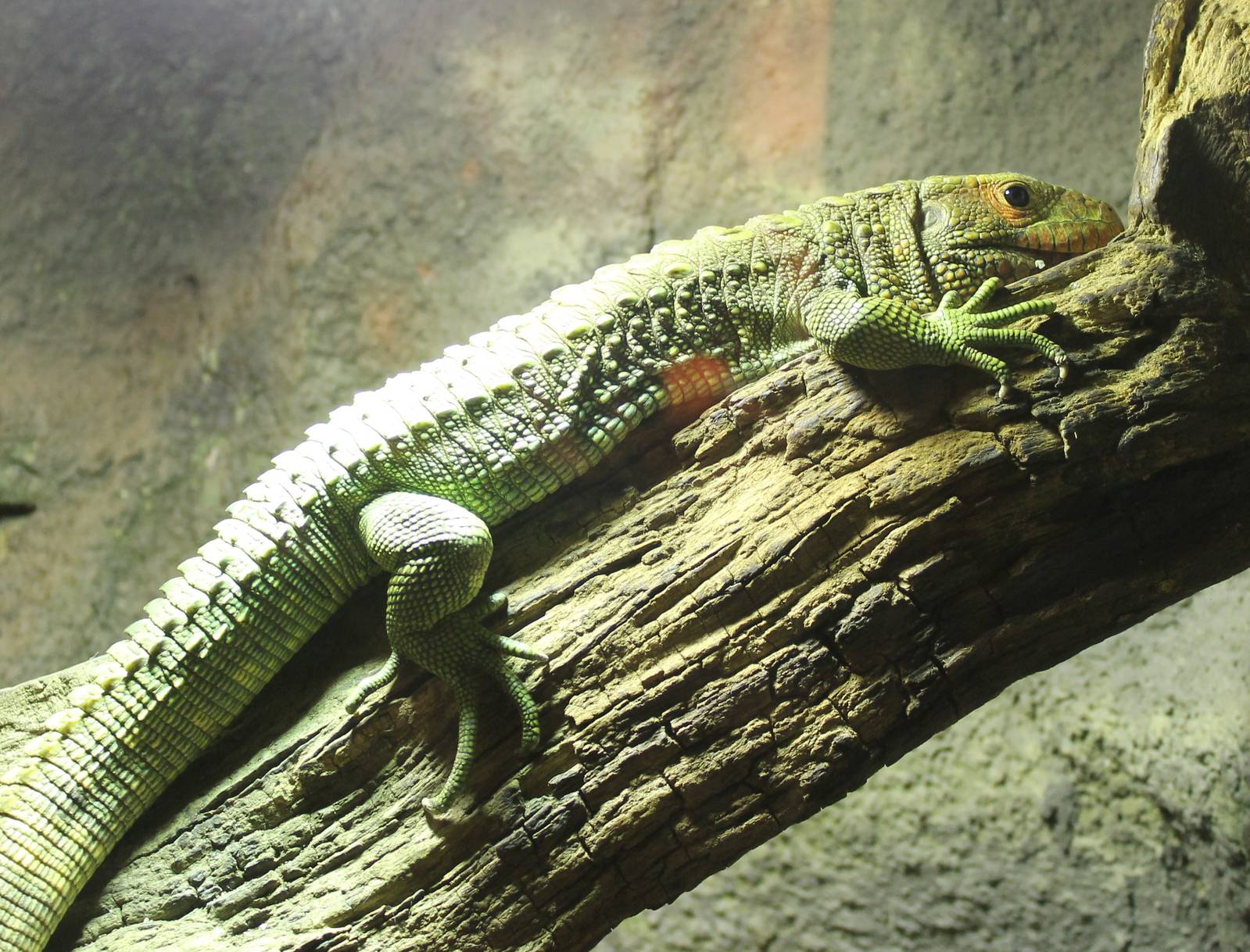 Caiman lizard