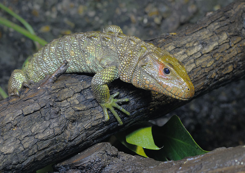 Caiman lizard