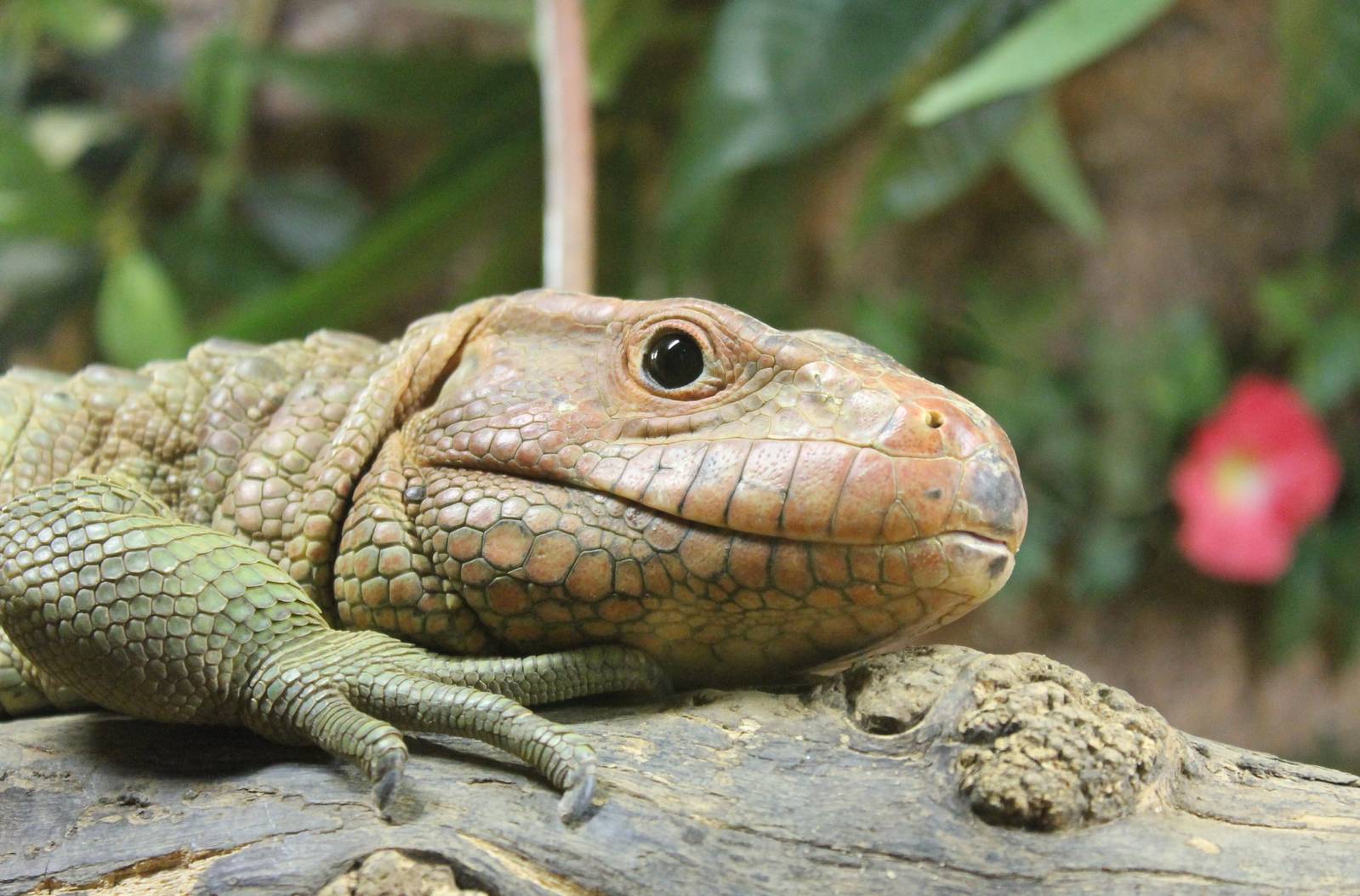 Caiman lizard