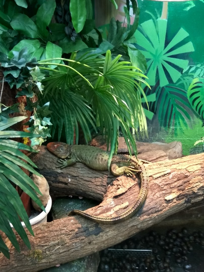 caiman lizard