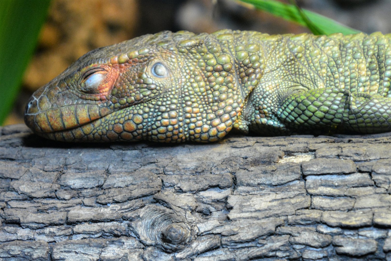 Caiman Lizard