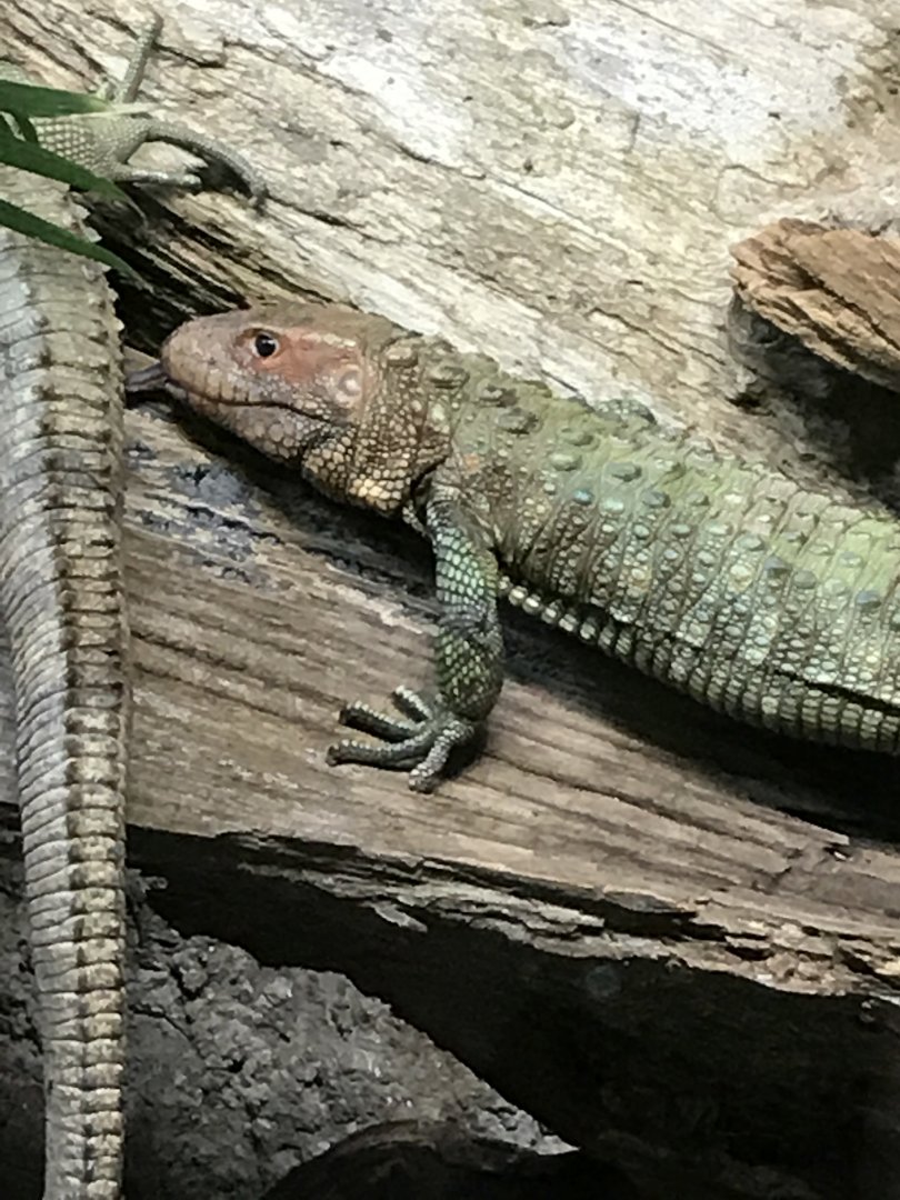 Caiman lizard