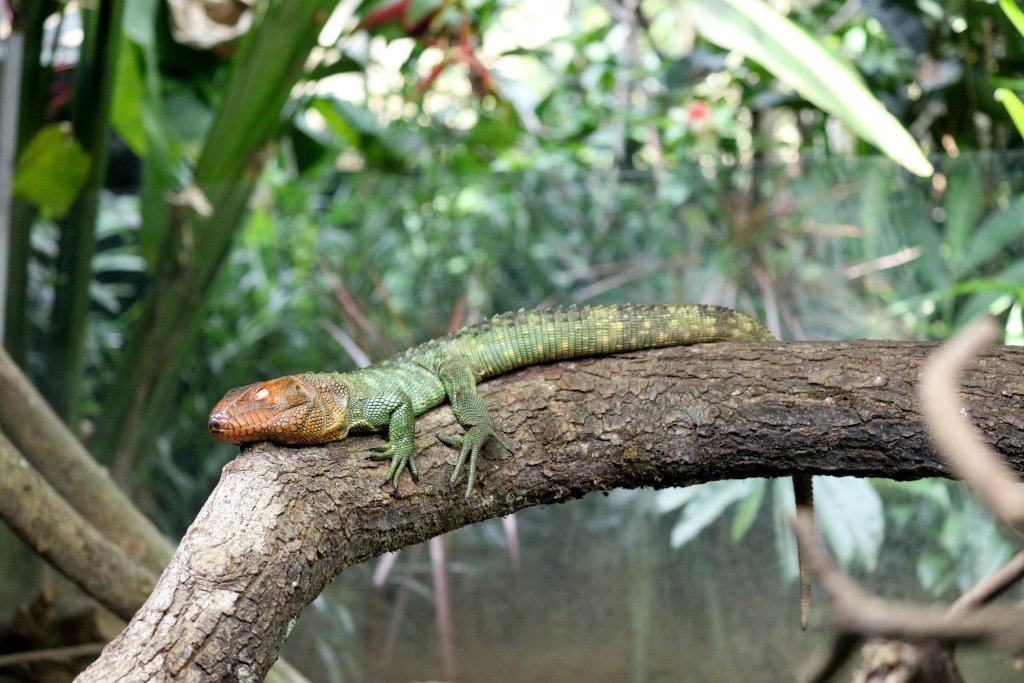 Caiman Lizard