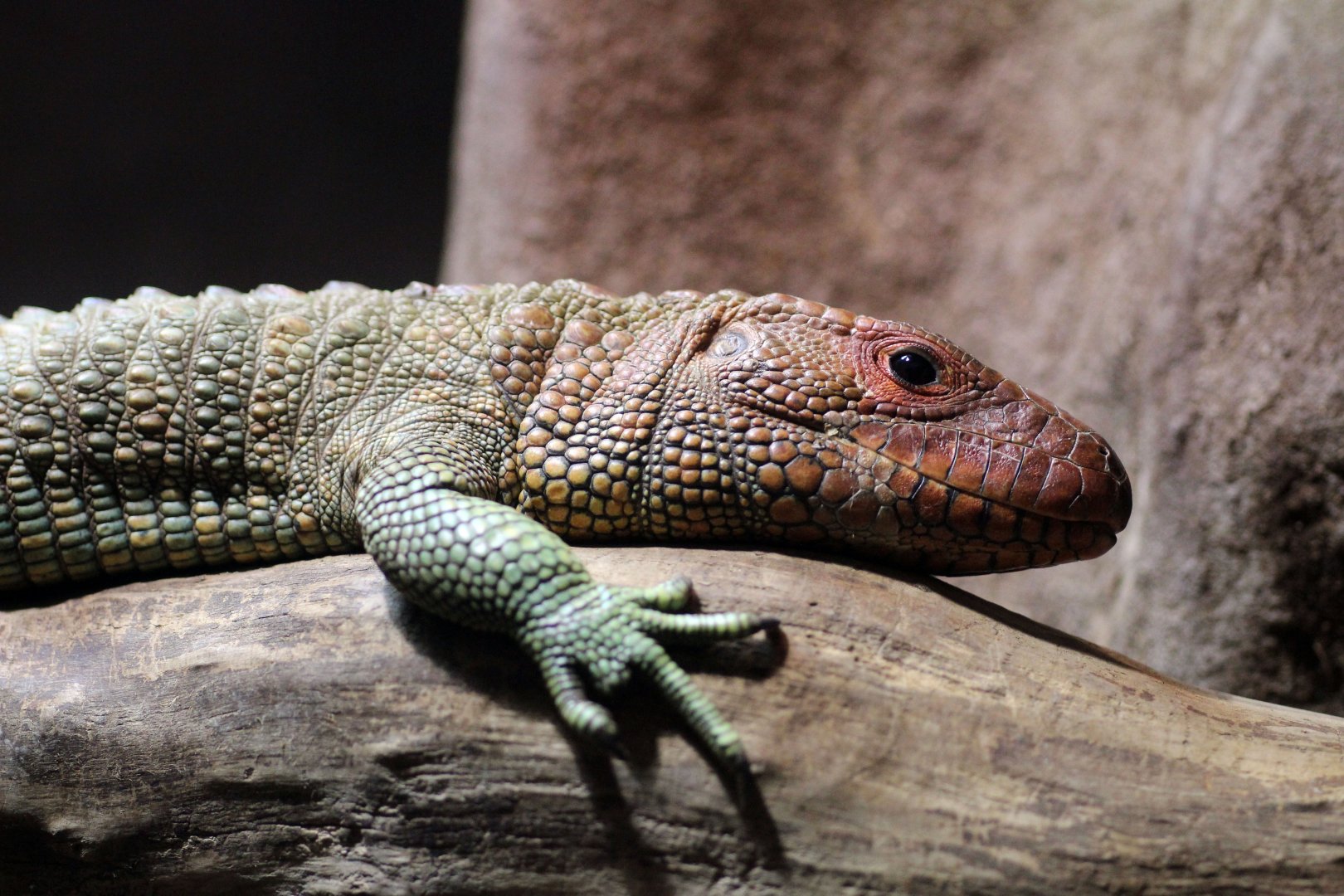 Caiman Lizard