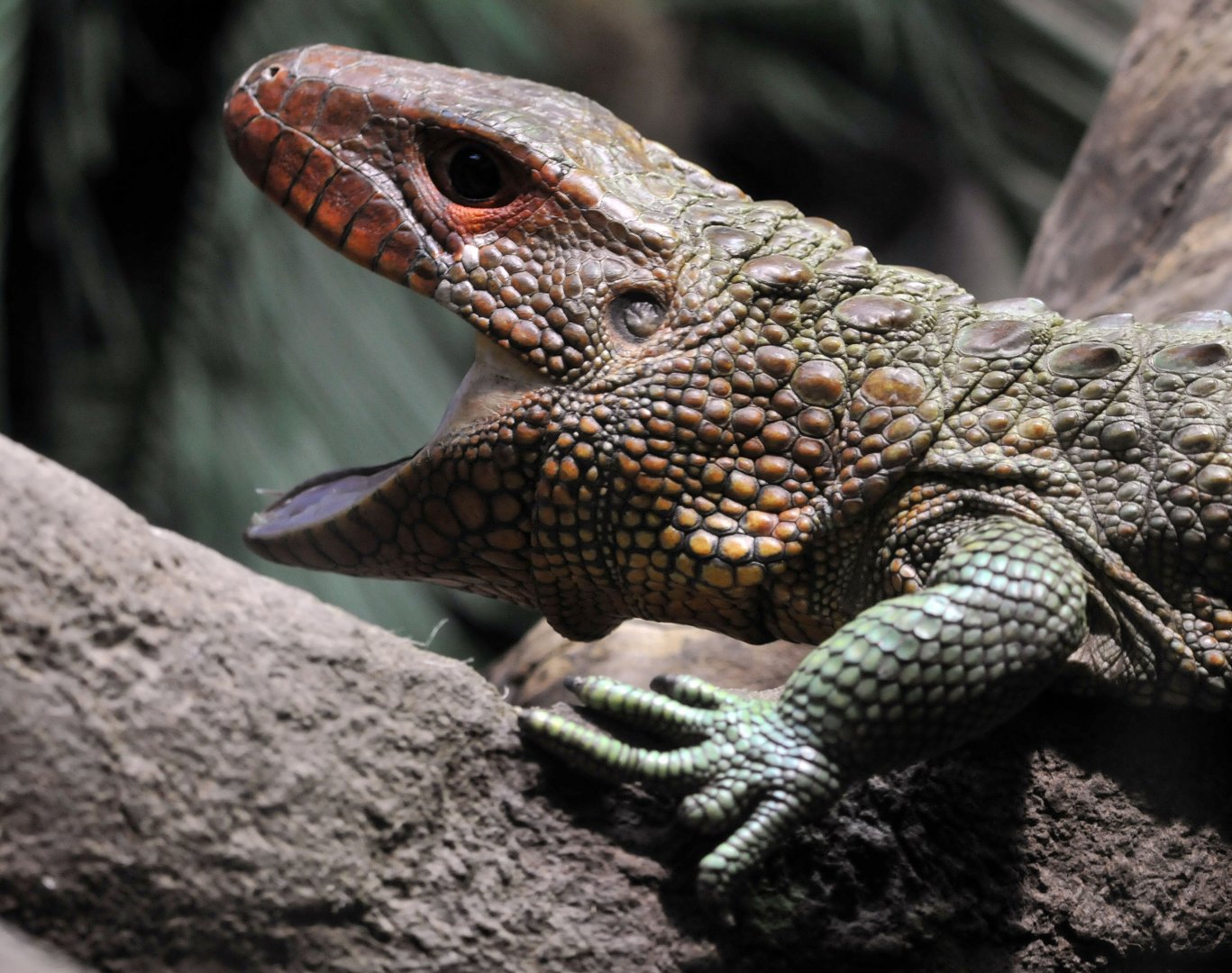 Caiman Lizard