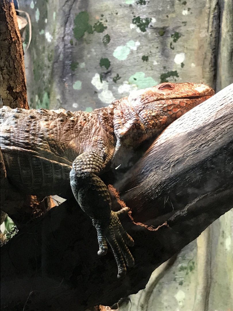 Caiman lizard