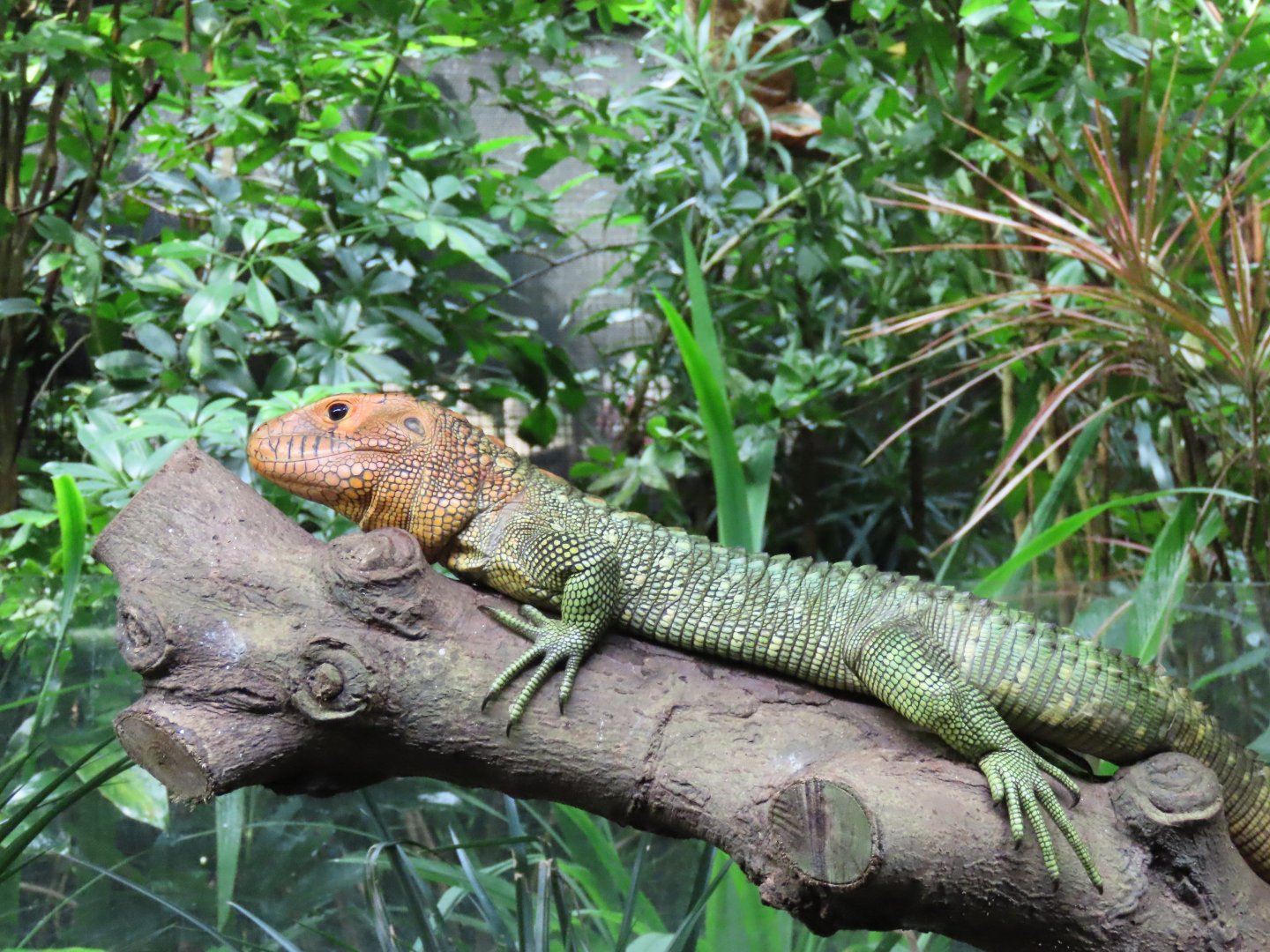 Caiman lizard