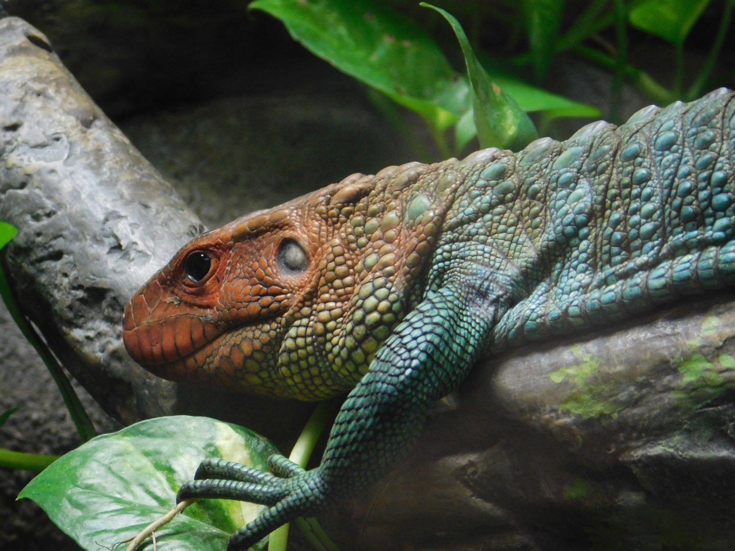 Caiman Lizard