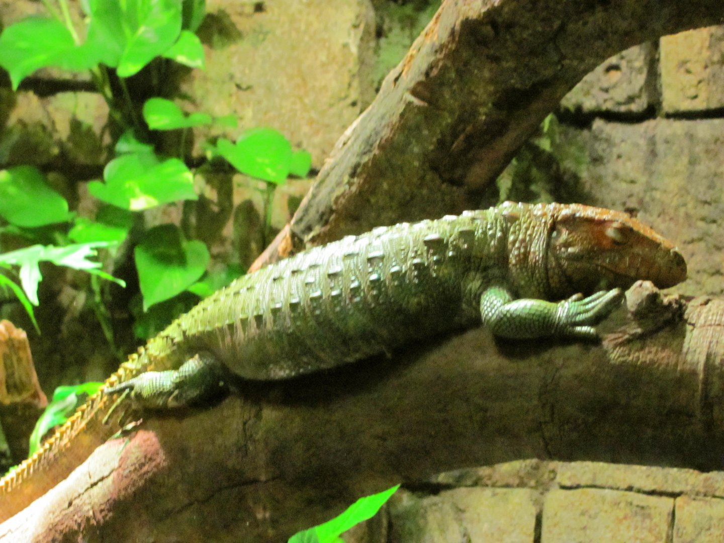 Caiman Lizard