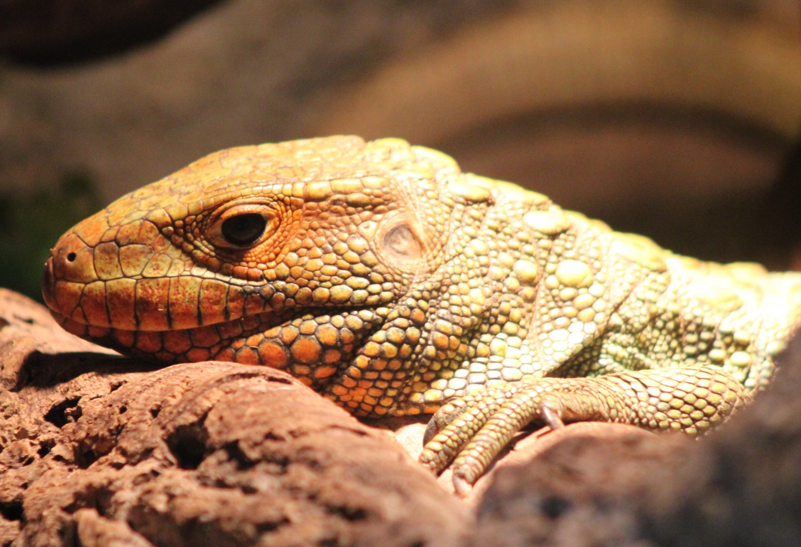 Caiman lizard