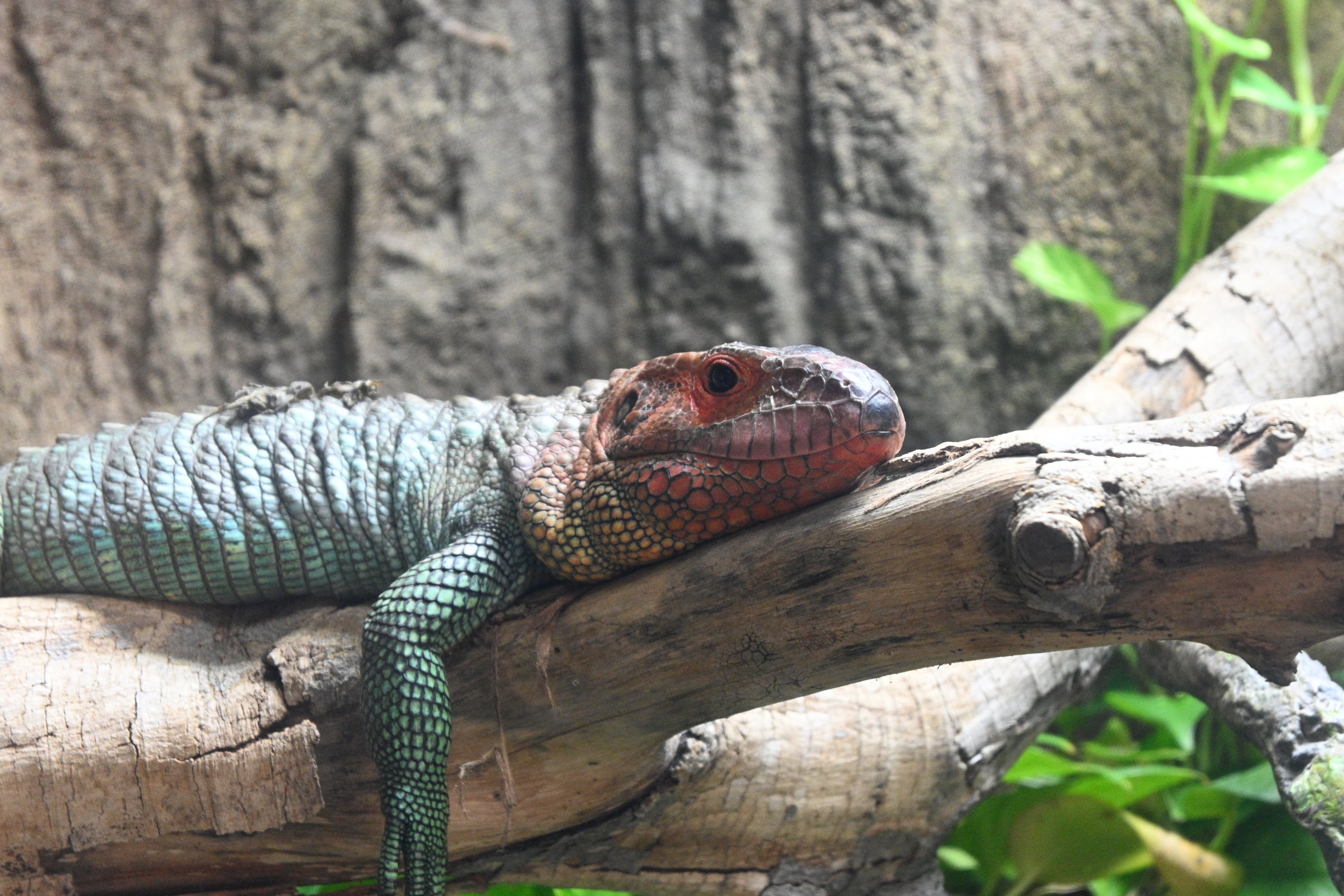 Caiman Lizard