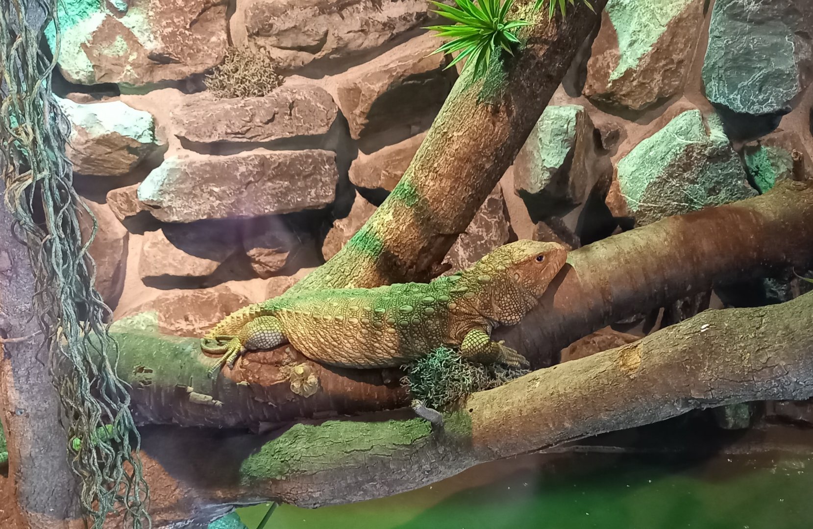 Caiman lizard