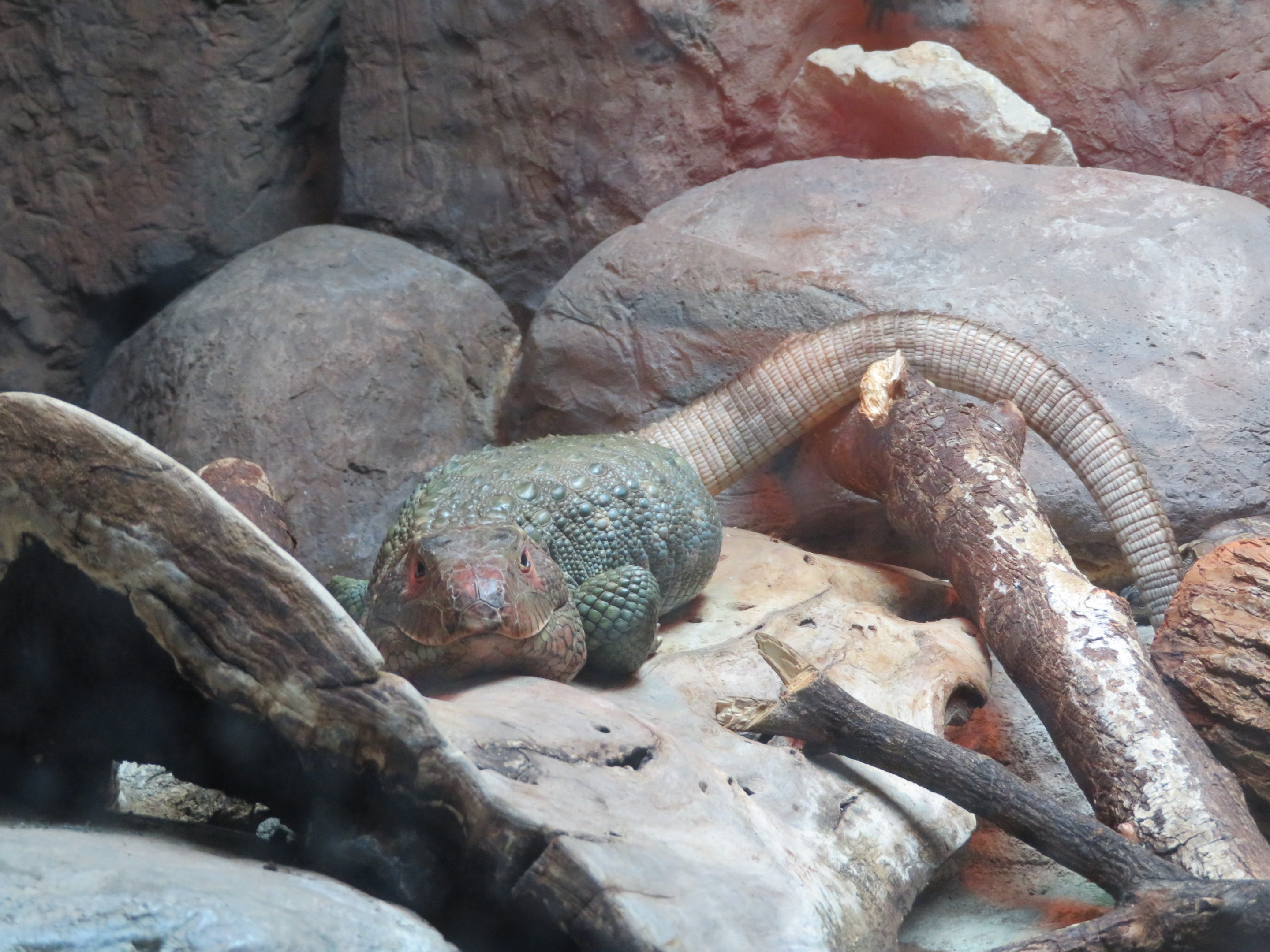 Caiman Lizard