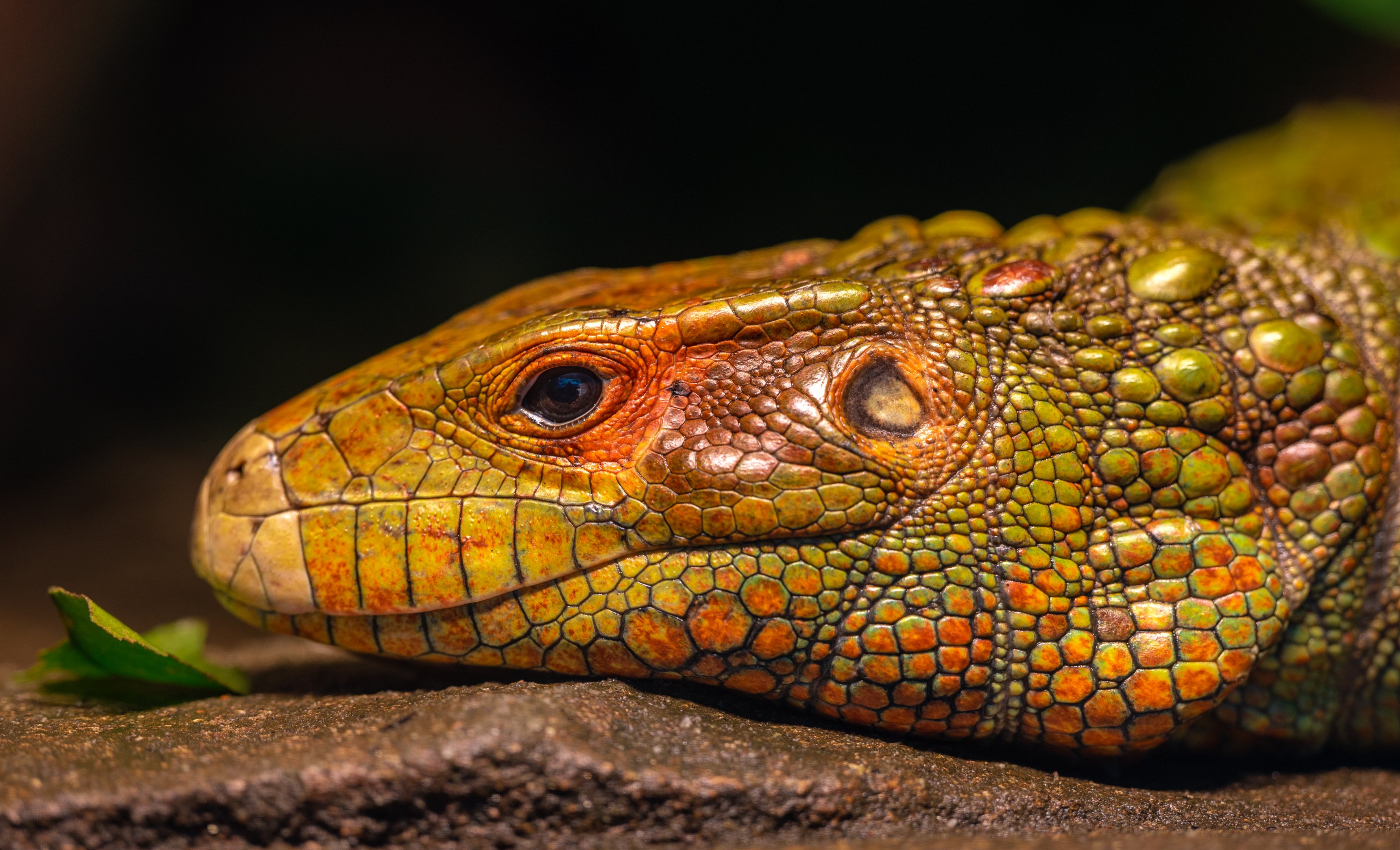 Caiman Lizard