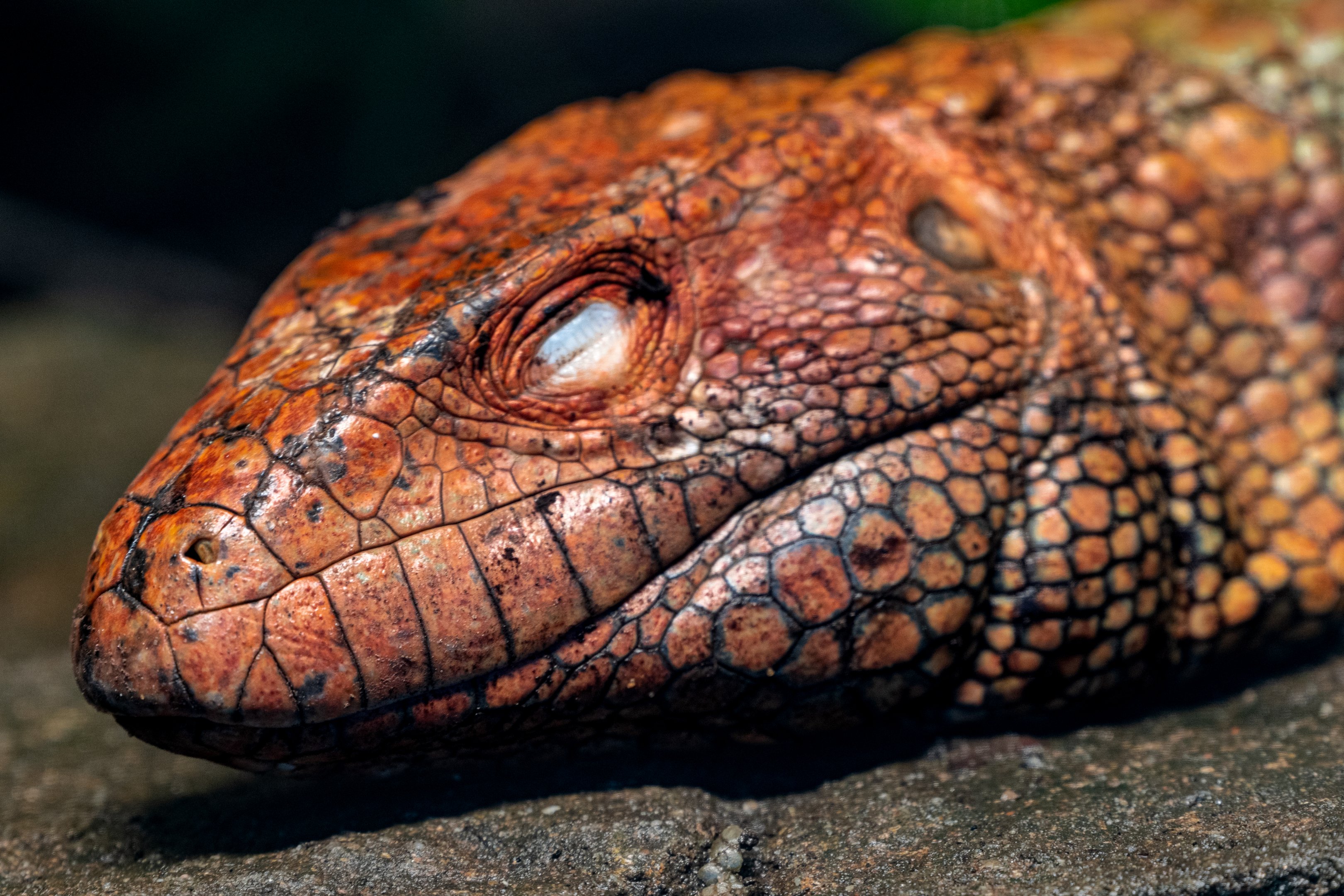 Caiman Lizard