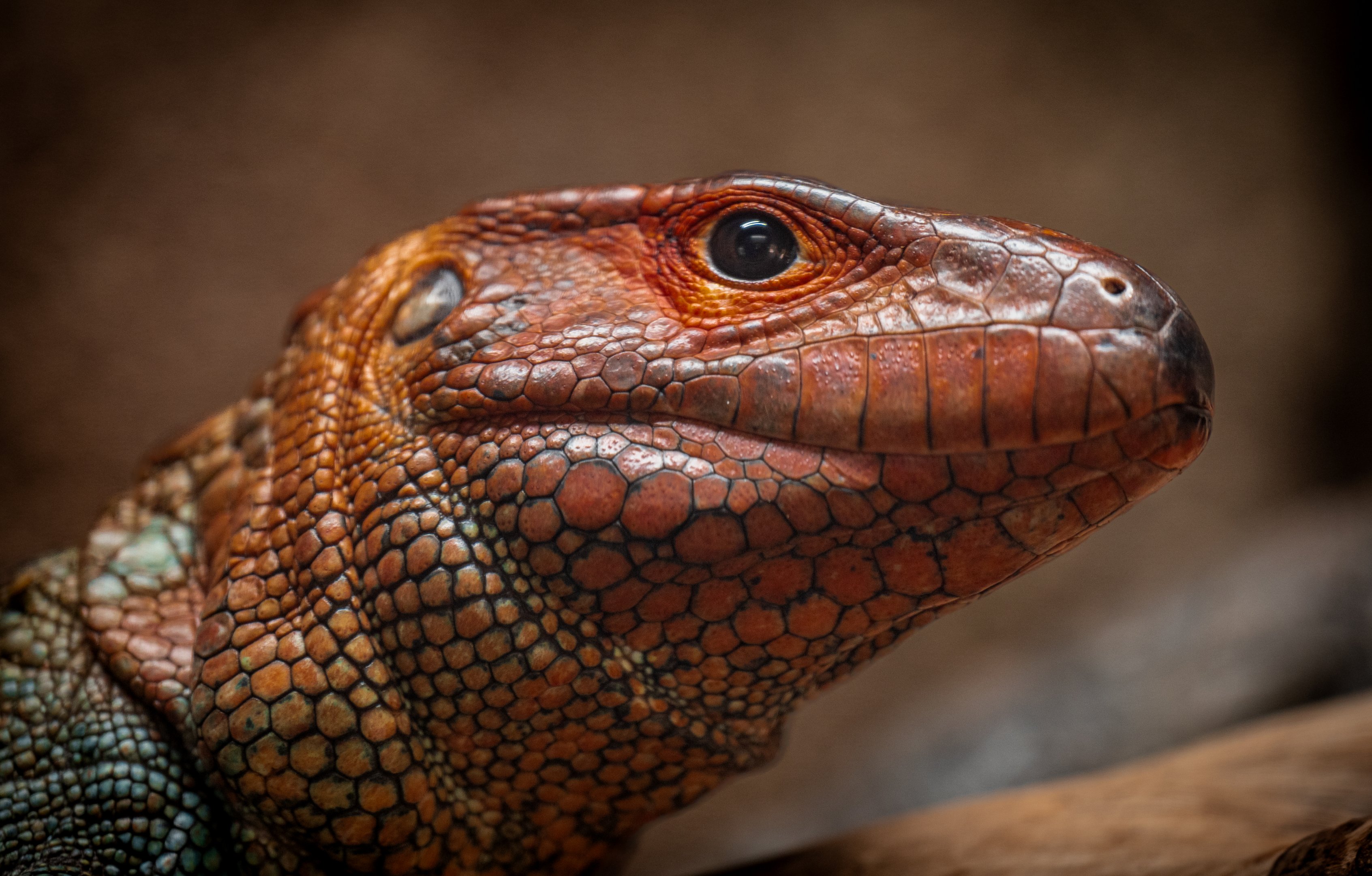 Caiman Lizard