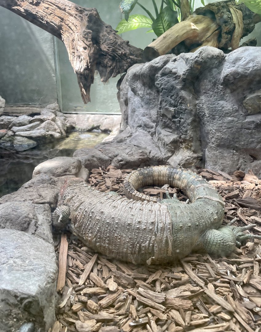 Caiman Lizard