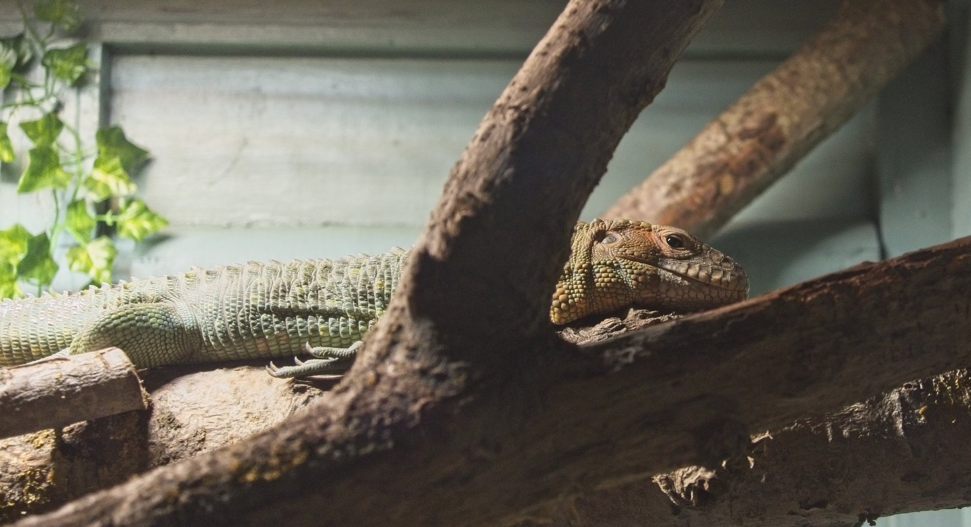 Caiman Lizard