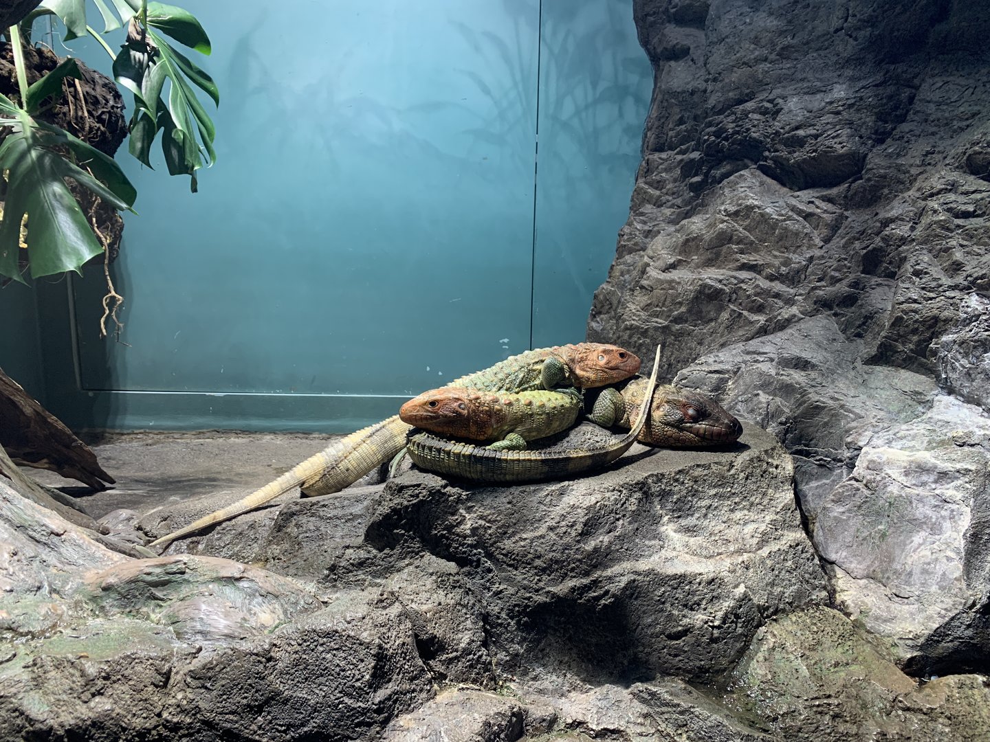 Caiman Lizard