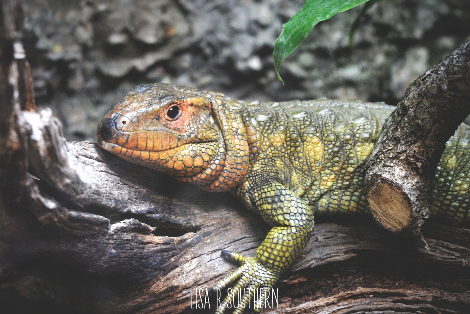 caiman lizard
