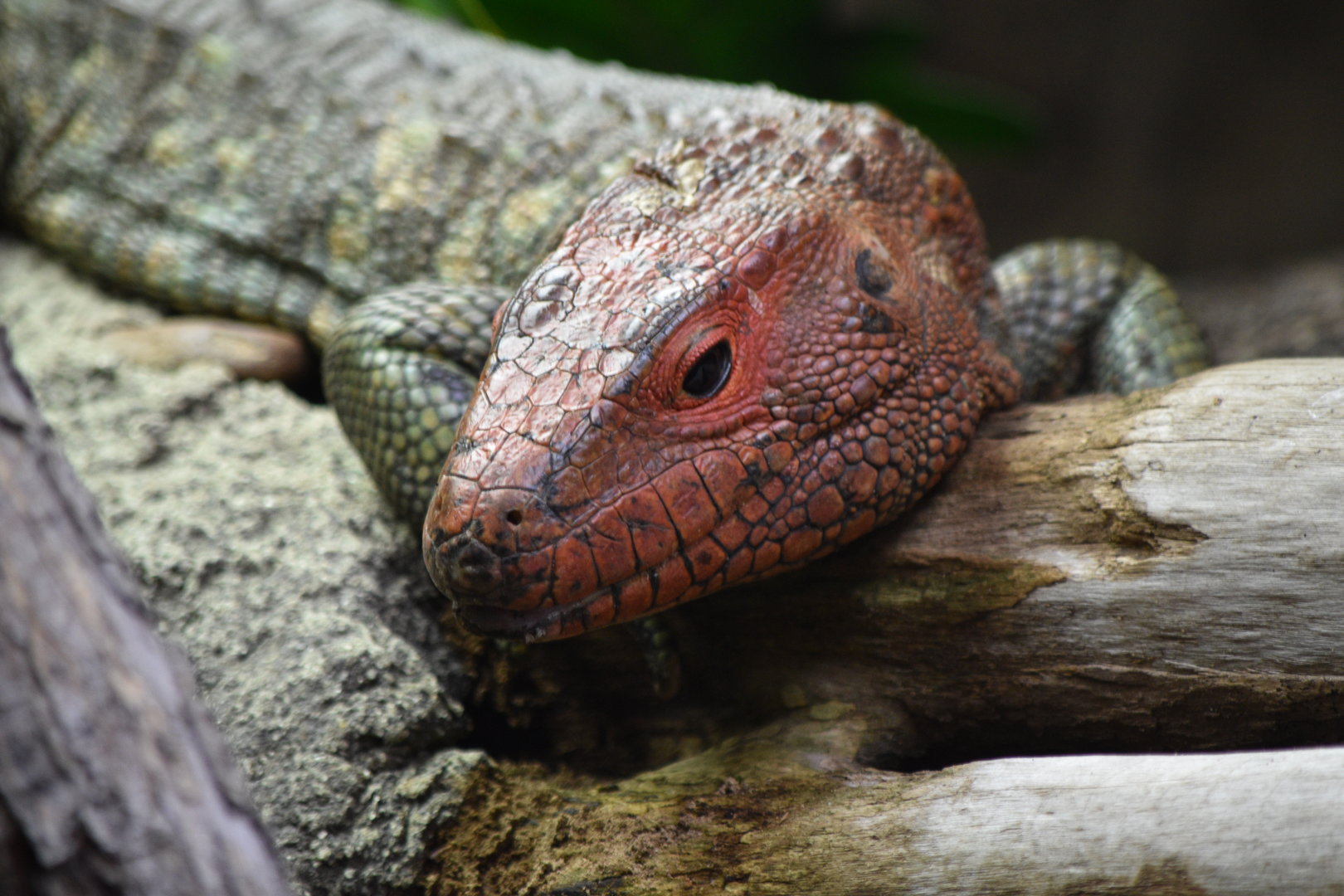 Caiman Lizard