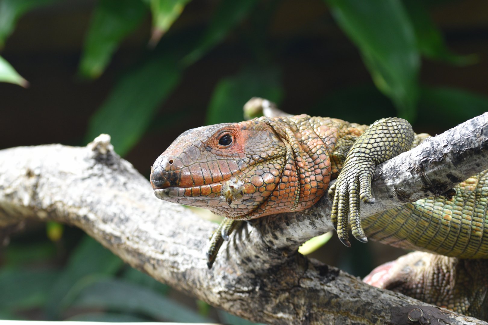 Caiman lizard