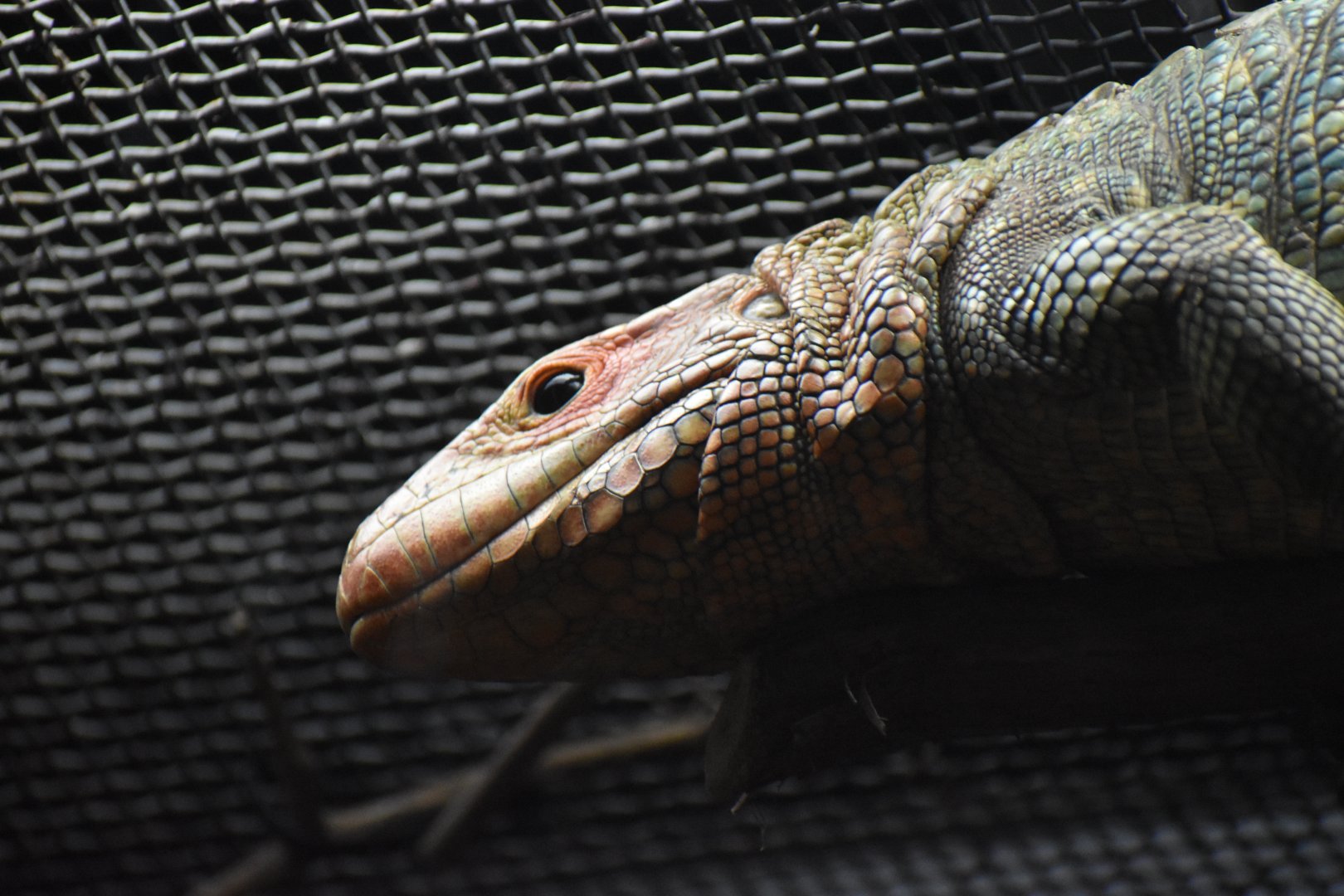 Caiman Lizard