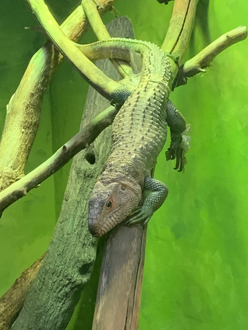 Caiman Lizard