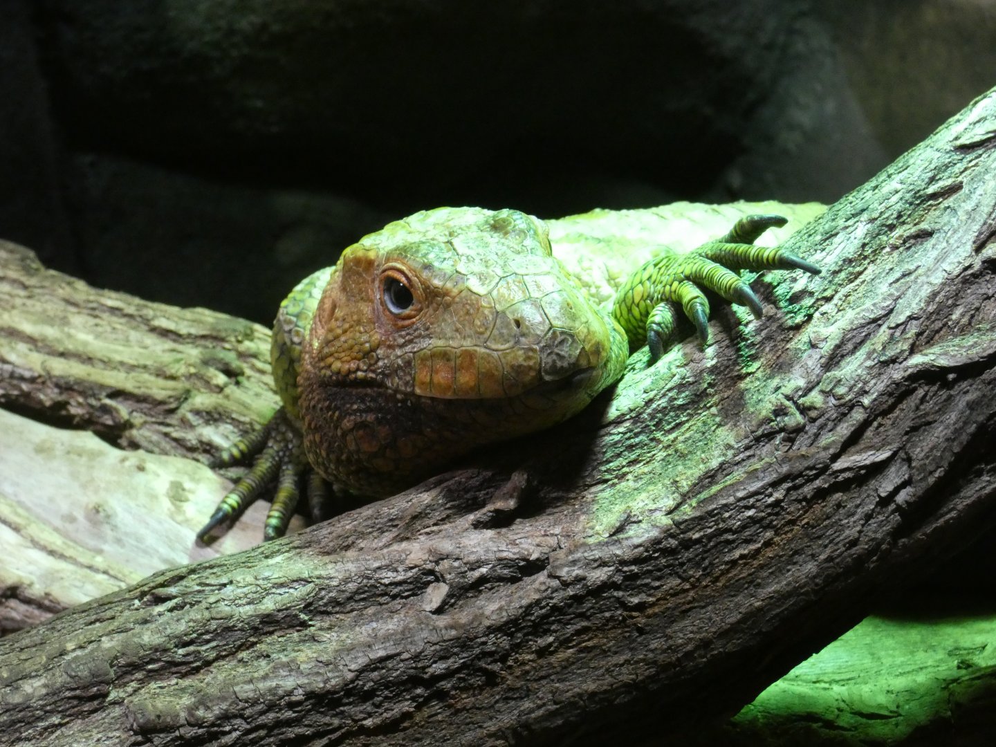 Caiman lizard