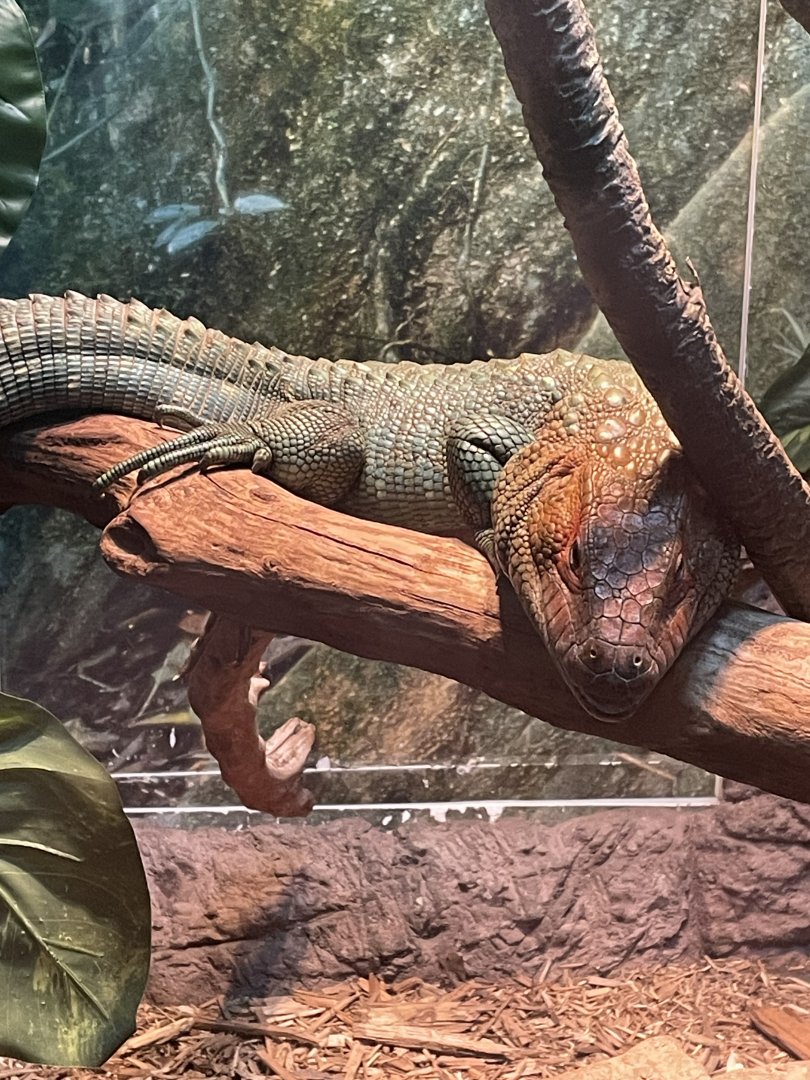 Caiman Lizard