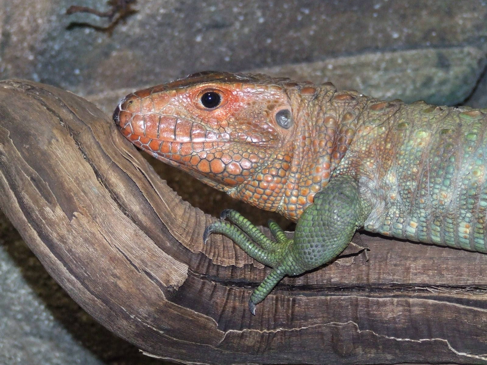Caiman Lizard