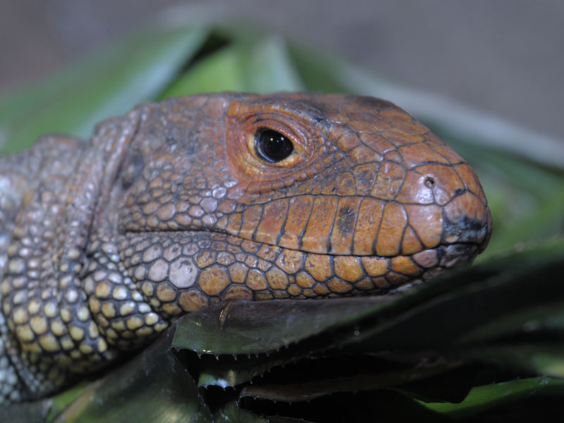 Caiman lizard