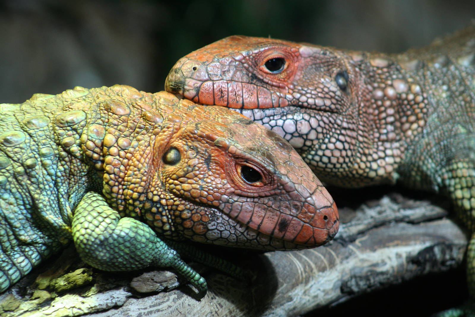 Caiman Lizards @ Chester  05.06.2010