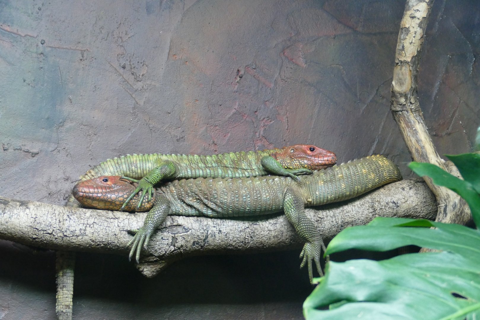 Caiman lizards, February 2020