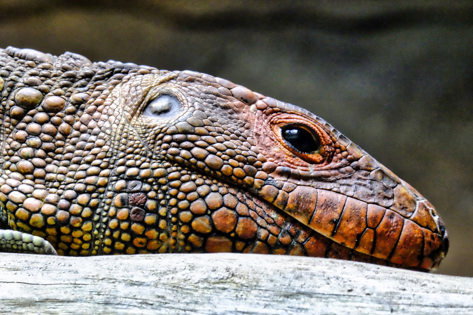 Caiman Lizard's head.