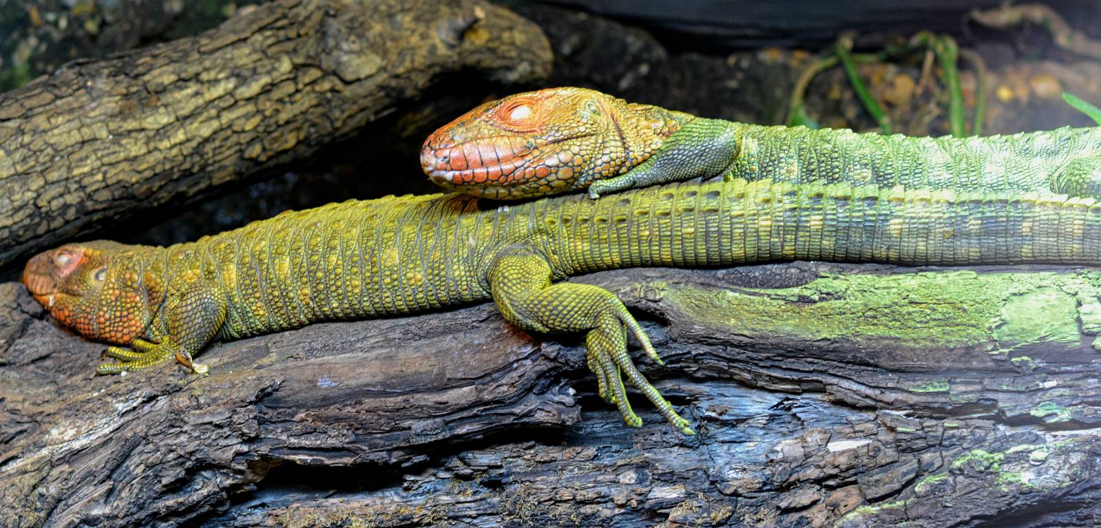 Caiman Lizards