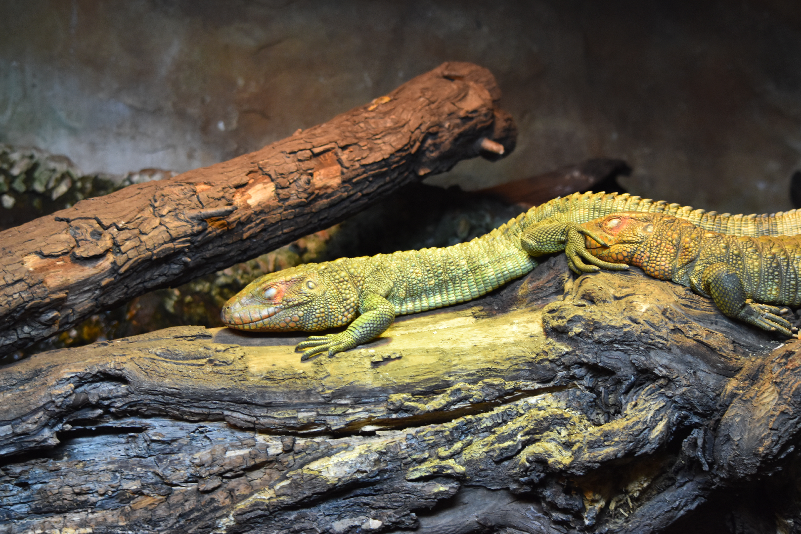 Caiman Lizards