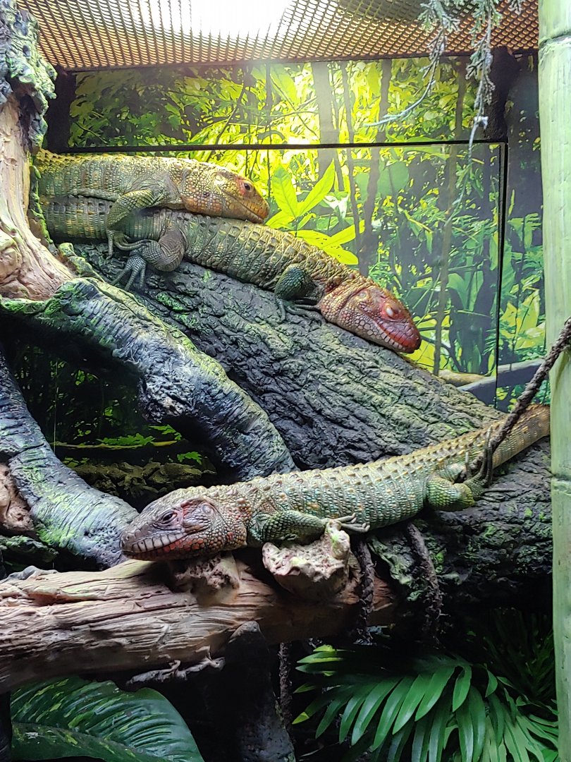 Caiman Lizards