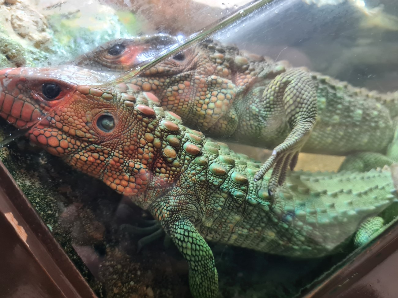 Caiman lizards