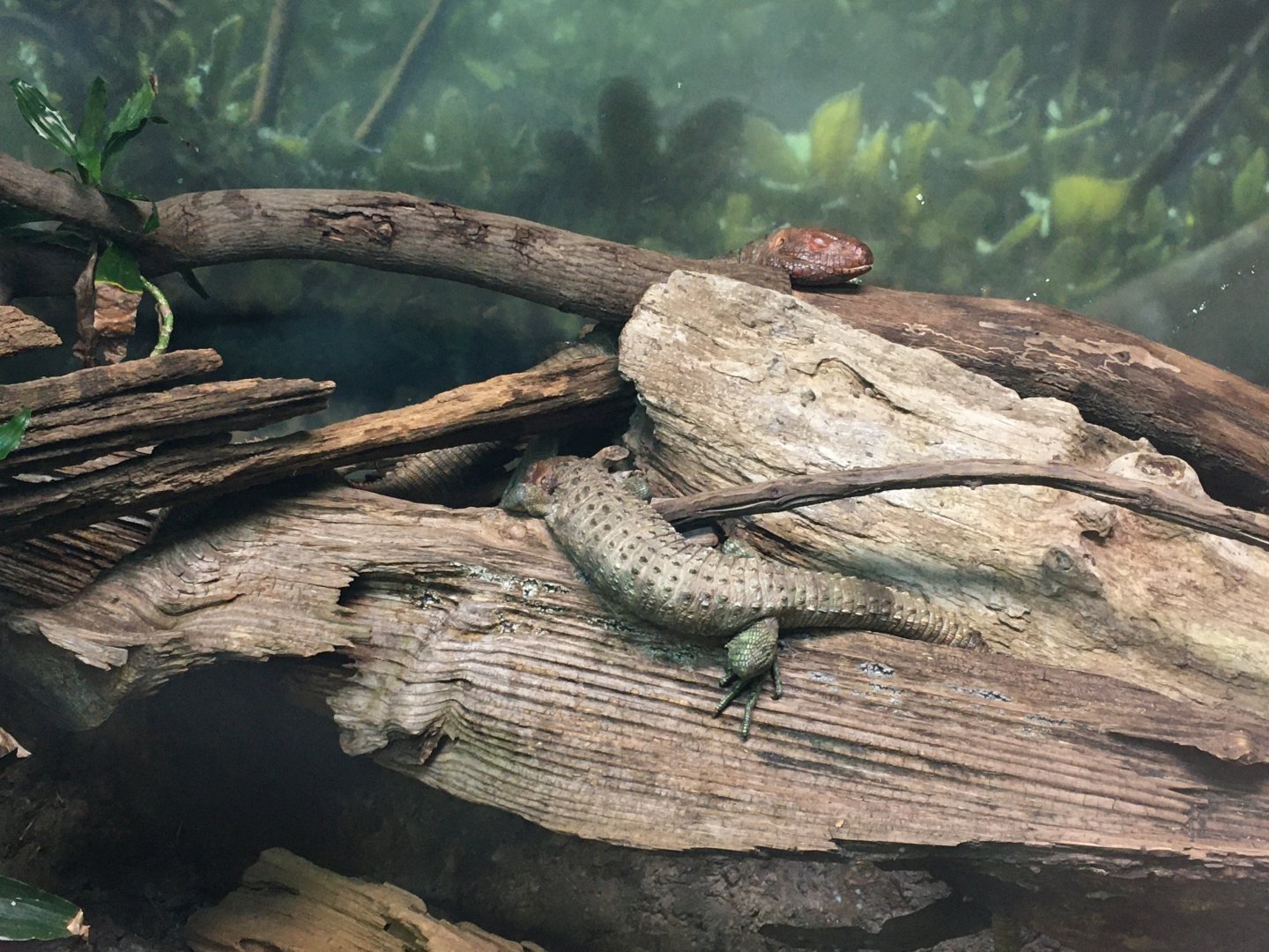 Caiman lizards