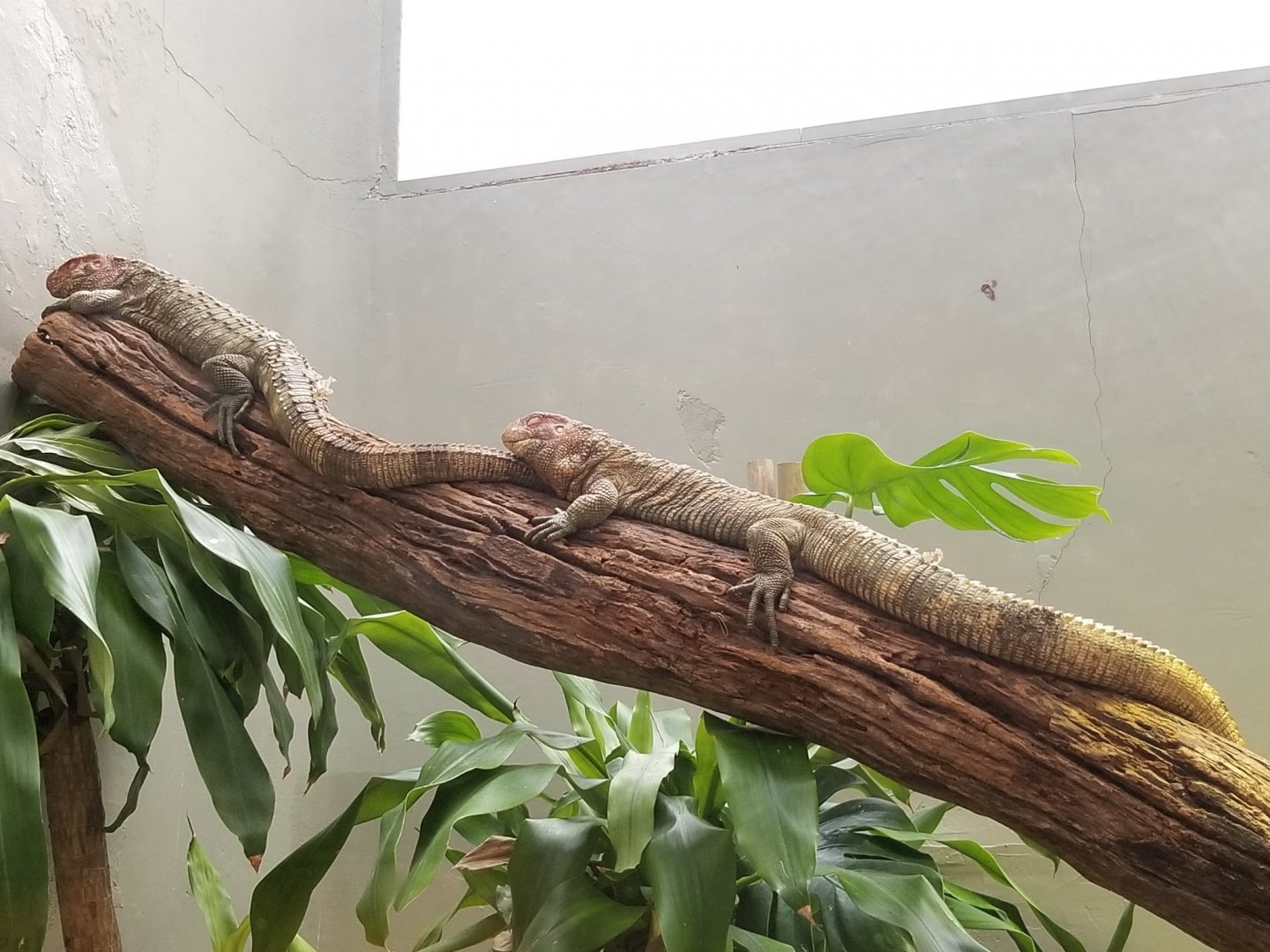Caiman lizards