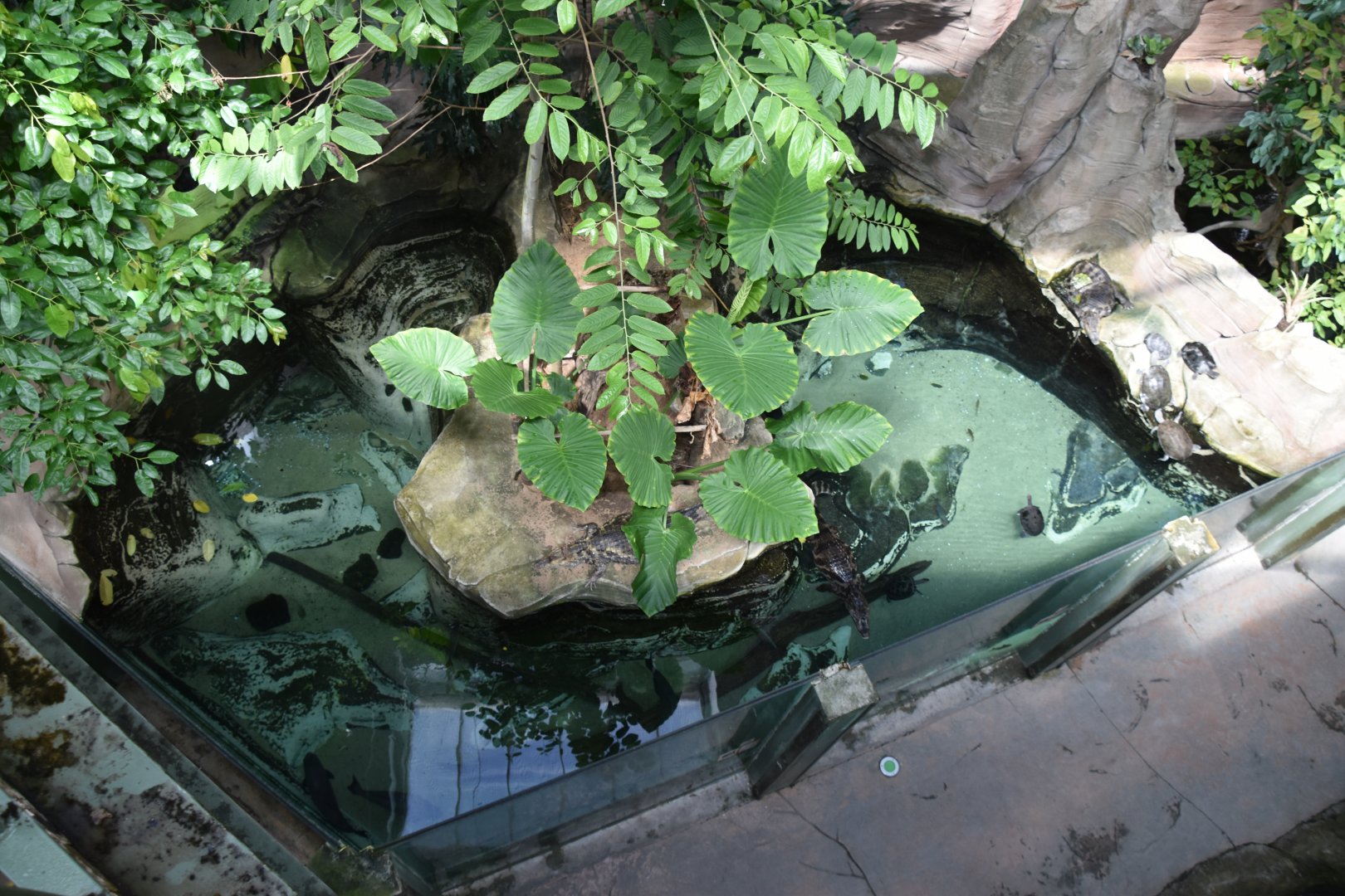 Caiman pool with pacus and snake necked turtles