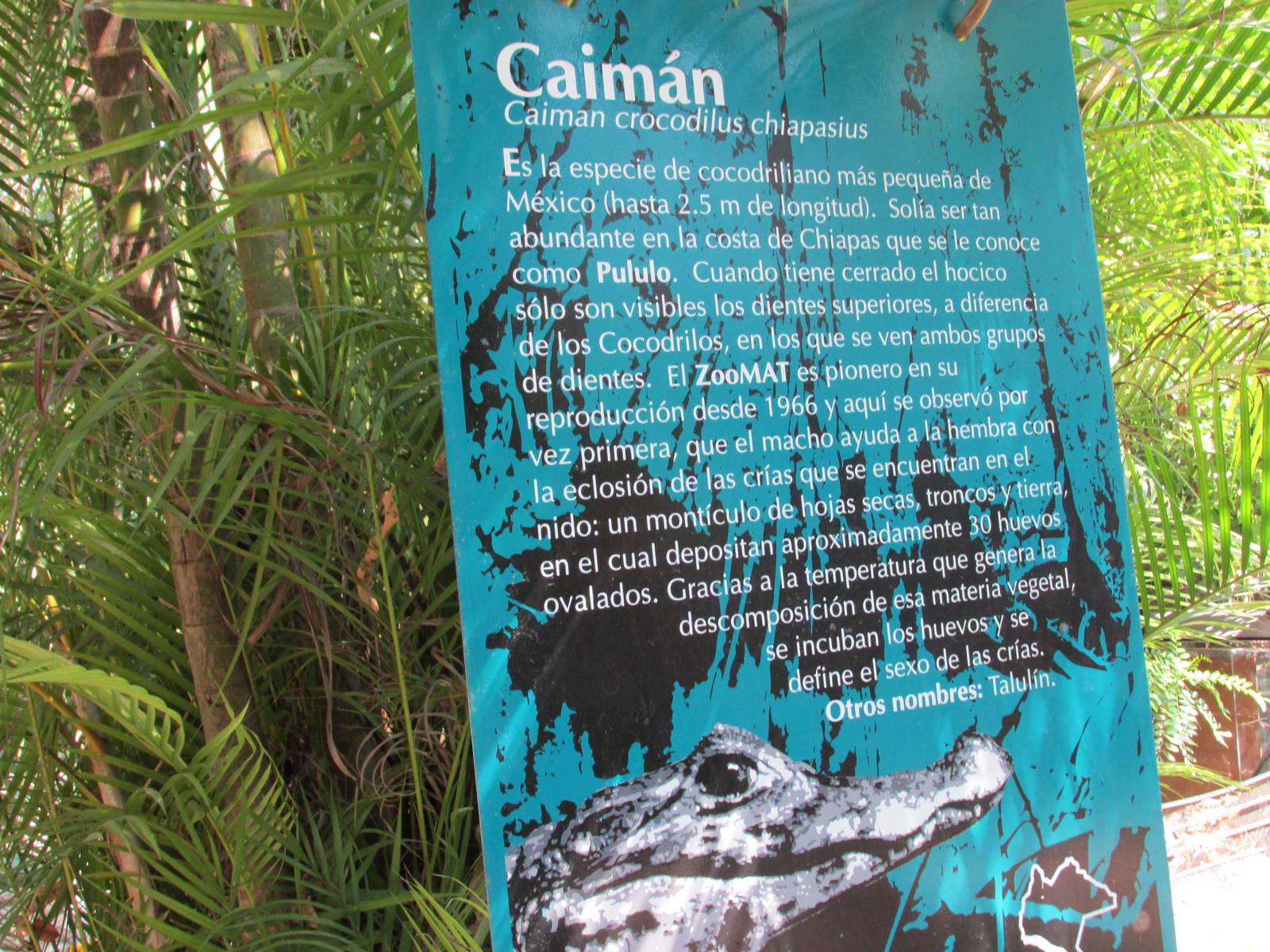 caiman sign