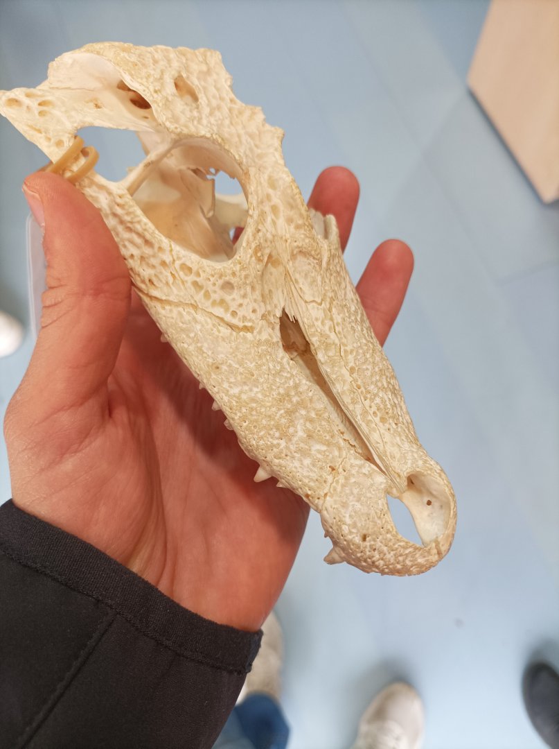 Caiman skull
