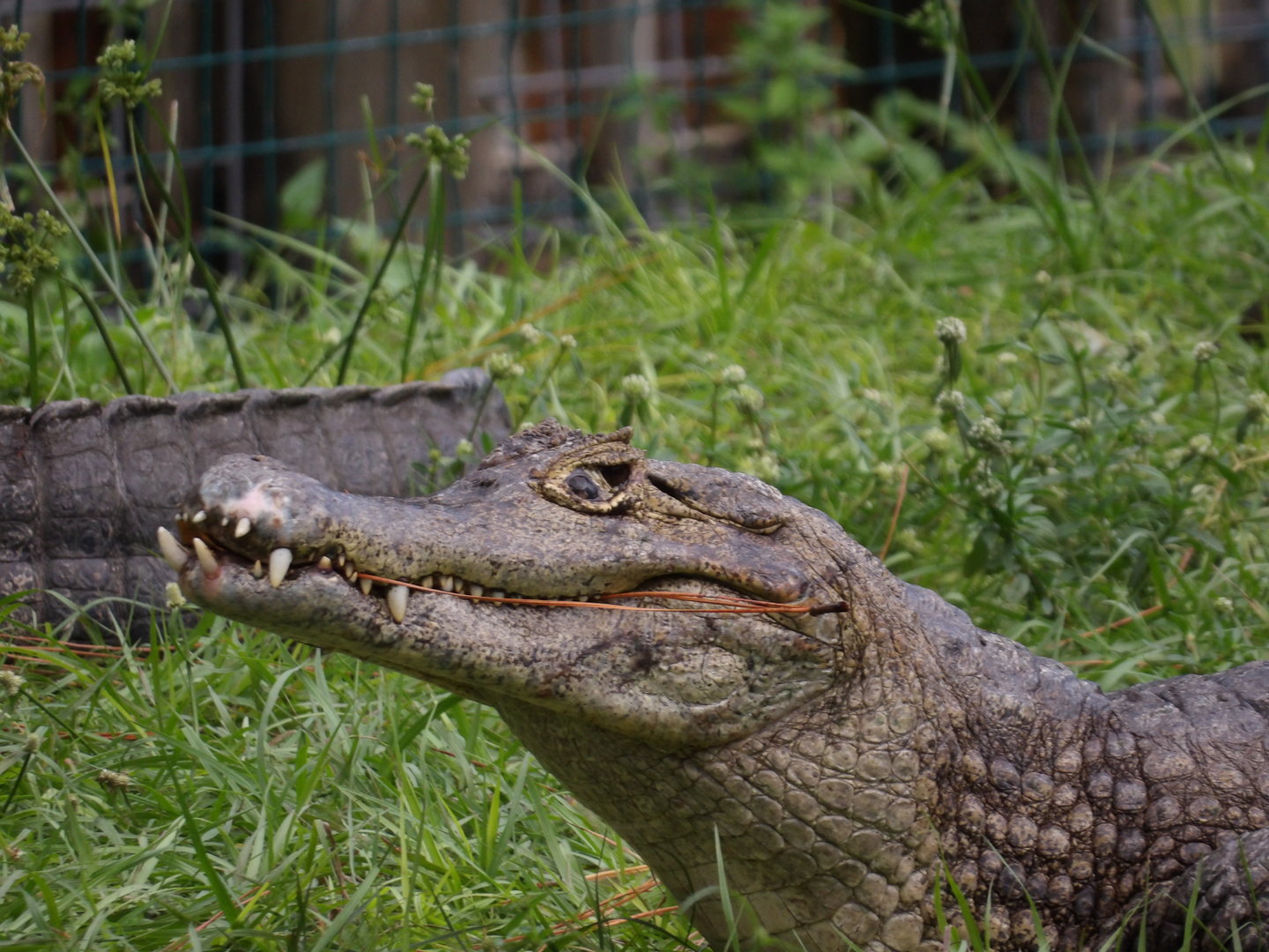 Caiman sp.(Yacare or Spectacled?) - Gatorland 2022