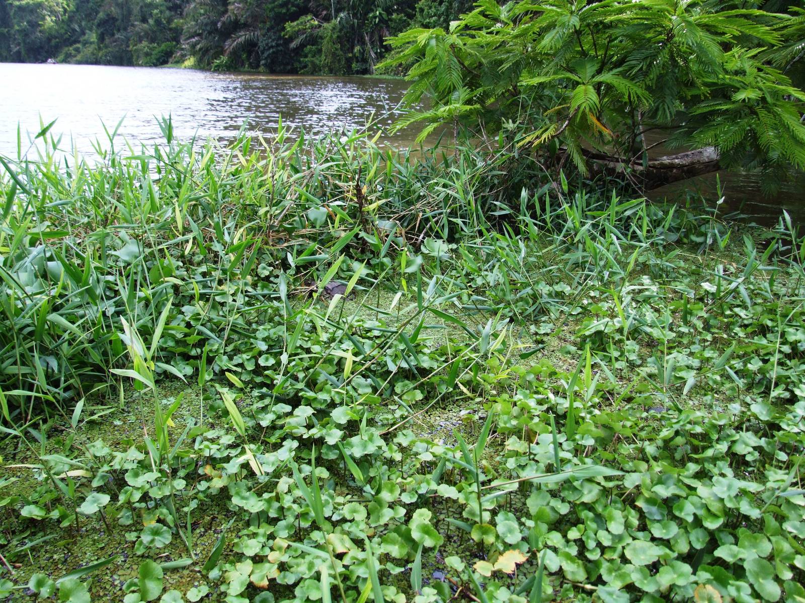 Caiman Swamp in Tortuguero, 13/04/14