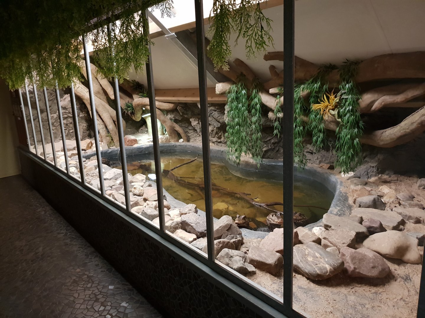 Caiman - Turtle caiman enclosure