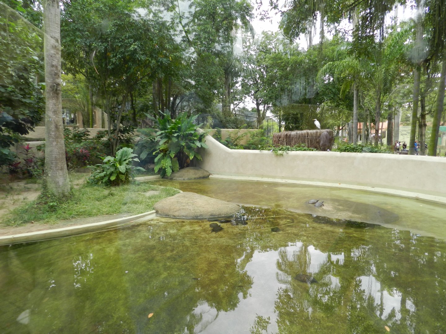 Caiman/turtle exhibit - BioParque do Rio