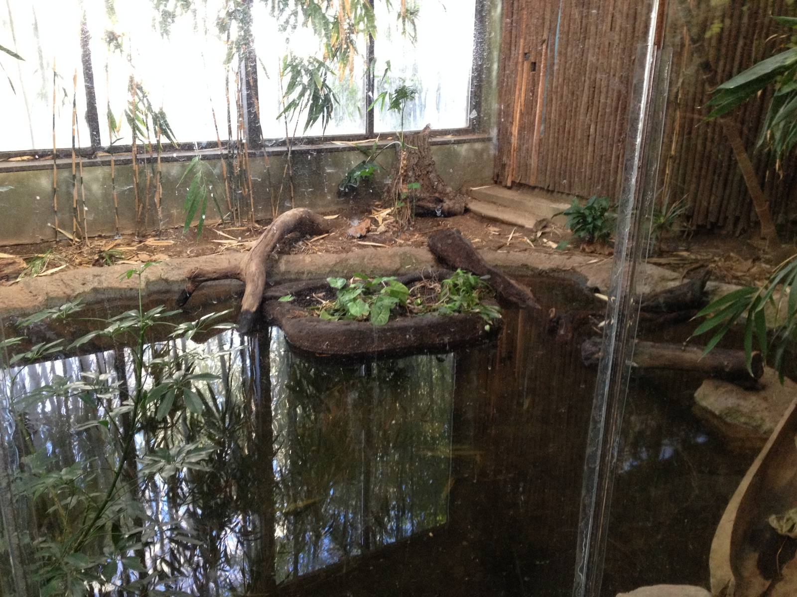 Caiman/Turtle Exhibit